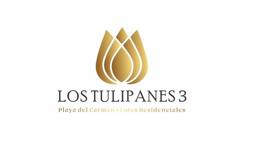 Tulipanes 3